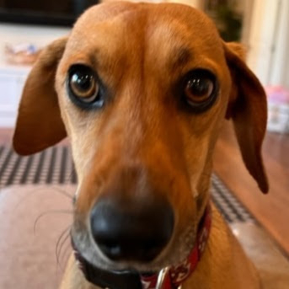 Meet your Posher, Meaghan